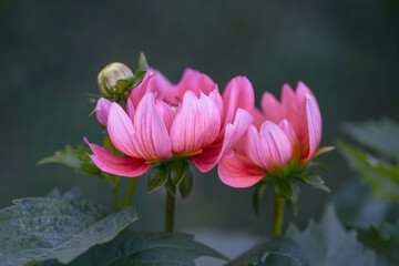 pink dahlia pair in garden blooming