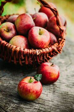 Fresh harvest of apples. Wooden background with basket full of apples. Nature fruit concept.