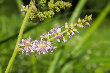 クローズアップしたチダケサシ(Astilbe microphylla Knoll)のピンクの花【八千穂高原・7月】日本長野県佐久穂町