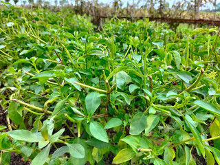 Selective focus. Basil plants in rice fields. Besides the leaves are suitable for fresh vegetables, they are also beneficial for health.
