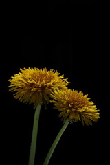 Two Dandelions on a black background shot in studio.