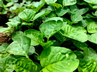 Selective focus. Amaranthus tricolor, types of leaf vegetables that are easy to grow in the yard. Spinach plant.
