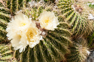 barrel cactus and white flowers