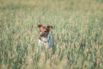 Jack Russell Terrier playing in the wheat field.