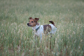 Jack Russell Terrier playing in the wheat field.