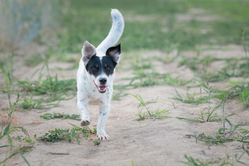 Jack Russell Terrier playing in the wheat field.