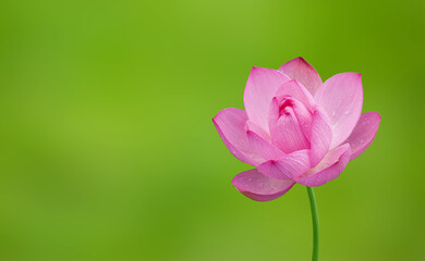 Fototapeta premium pink lotus flower