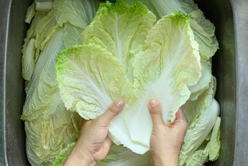 Washed Chinese cabbage prepare for Korean kimchi cabbage, top view