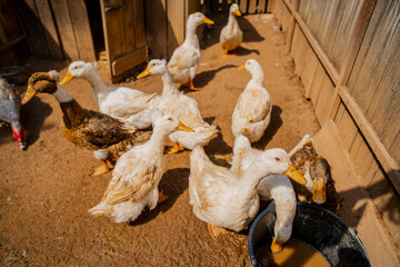 Bright duck and geese farm full of animals with white and brown birds