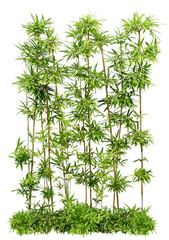 寄せ植えの樹木