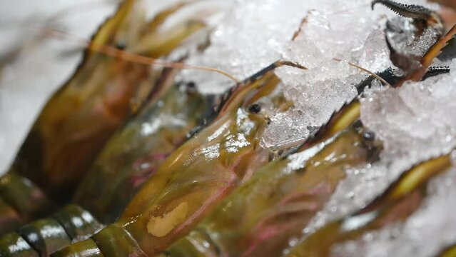 The footage of Fresh giant shrimps for Cooking and Sale in the fresh street food market. Giant Freshwater River Prawn in Seafood Restaurant.