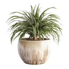 Obraz premium Dracaena pot, isolated on transparent background