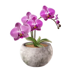 Orchid pot, isolated on transparent background