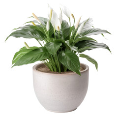 Peace lily pot, isolated on transparent background