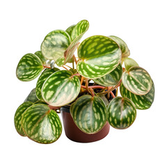 Peperomia, isolated on transparent background