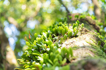 Beautiful Nature defocused bokeh green background, texture. Blurred crown trees in garden close-up. Natural spring backdrop. Green plant leaves in spring season, green background. - 622162593
