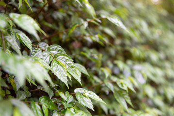 Beautiful Nature defocused bokeh green background, texture. Blurred crown trees in garden close-up. Natural spring backdrop. Green plant leaves in spring season, green background. - 622162597