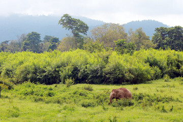 Elephants looking for food in the grasslands, green forests, fresh air