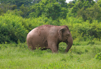 Fototapeta premium Elephants looking for food in the grasslands, green forests, fresh air