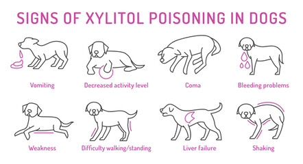 Signs of xylitol poisoning in dogs. Editable vector illustration