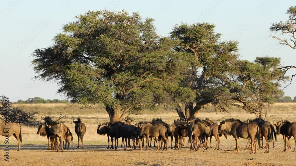 Wall mural Herd of blue wildebeest (Connochaetes taurinus) in natural habitat, Kalahari desert, South Africa