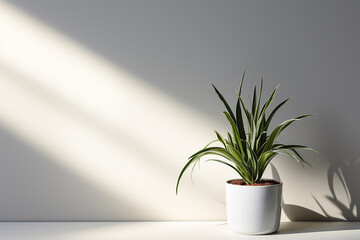 Spider Plant in Pot on White Wall Background with Sunlight on Sunny Day