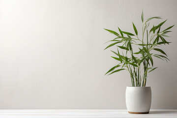 Tropical Green Chinese Bamboo Plant in Pot with Space on Aesthetic White Wall Background