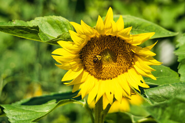 Fototapeta premium Blooming Sunflower with a Carpenter Bee in the Center Closeup Macro