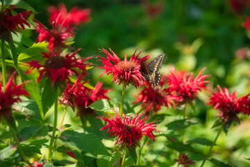 Black Swallowtail Butterfly Sits on Beebalm Flower Closeup Macro