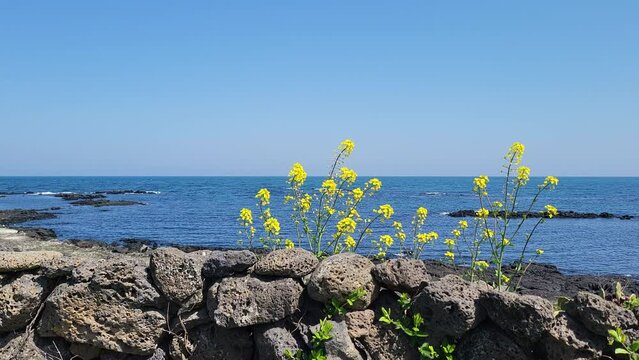 sea and rocks,a yellow flower