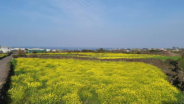 field of yellow flowers
