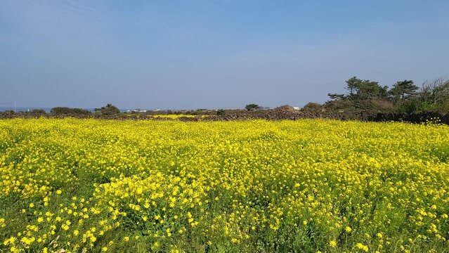rapeseed field in spring