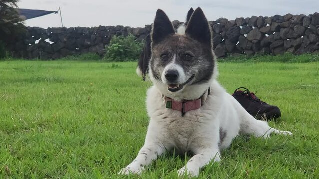 border collie dog