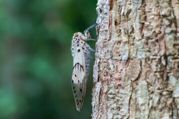 Cicada (ghost cicada  ayuthia spectabile in forest