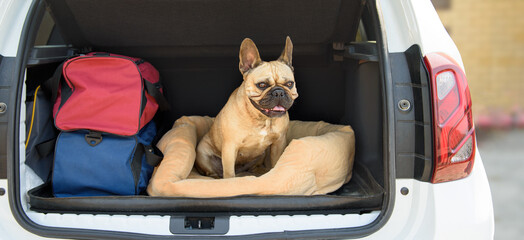 French Bulldog sitting in the car. Traveling or trip with a pet