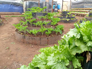 Multi-storey vegetable production