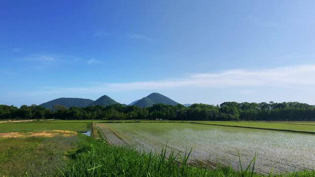 稲が植えられた田んぼ　北海道　洞爺湖町