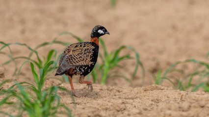 Black Francolin State Bird of Haryana. 