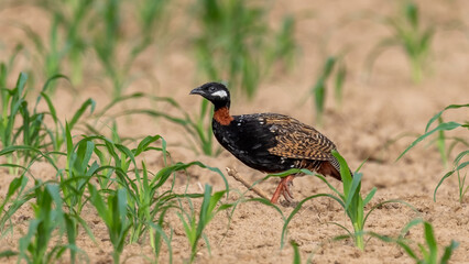 Black Francolin