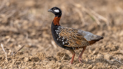 Black Francolin