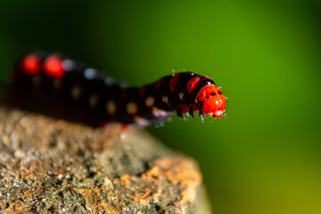 Instar