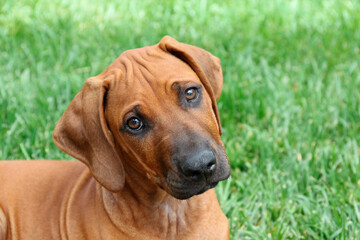 Adorable purebred Rhodesian Ridgeback puppy attentively listening to commands, close-up with background of grass lawn.