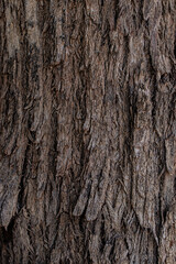 bark of a tree