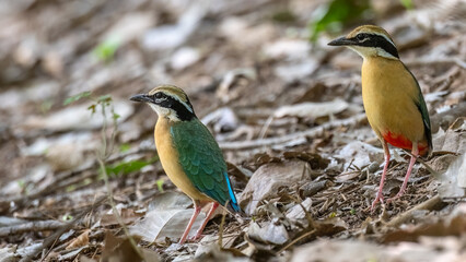 Indian Pitta