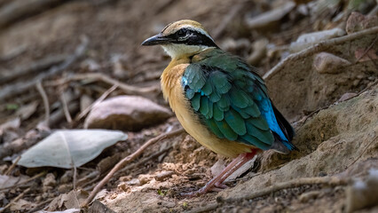 Indian Pitta
