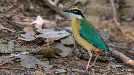 IBeautiful portrait of multi colour Indian Bird. Bird with 9 colours.
