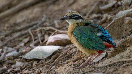 IBeautiful portrait of multi colour Indian Bird. Bird with 9 colours.
