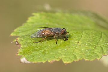 Closeup female Levels Yellow-horned horsefly (Hybomitra solstitialis synonym Hybomitra ciureai). Family Horse-flies, gadflies (Tabanidae). On a leaf. July, Dutch garden.
