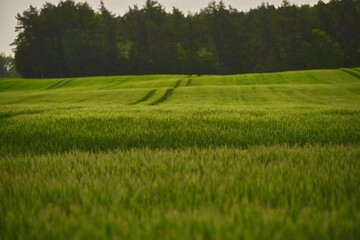 Green wheat field and a technological track. Treatment of wheat fields with herbicides. Concept of farming.