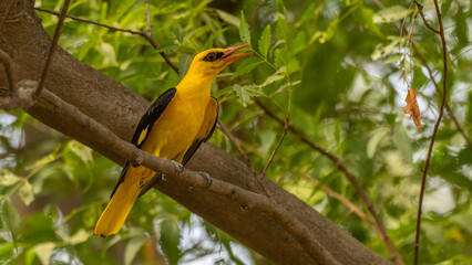 Majestic looking yellow colour bird perched on tree with green background